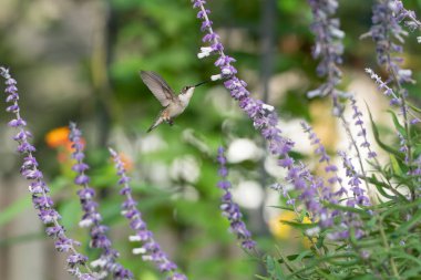 Yakut boğazlı bir sinekkuşu, uçarken kanatları açılır ve Meksika Bush Sage (Salvia leucantha) nektarıyla beslenir.)