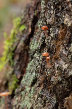 Küçük altın trompet mantarları, Xeromphalina campanella, Norveç 'te bir ağacın kütüğünde yetişiyor..