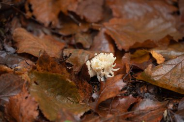Mercan diş mantarının beyaz iplikleri, Hericium coralloides, sonbaharın sonlarında yaprakların arasında belirir..