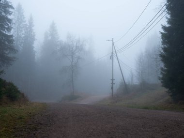 Norveç 'te bir Kasım günü orman yoğun bir siste gizlidir..