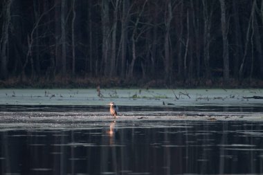 Büyük mavi balıkçıl Egretta Thula, soğuk bir kış sabahı Doğu Teksas 'ta bir gölette güneşe bakar..