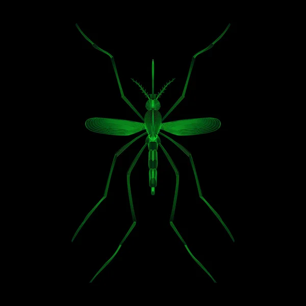 Espèces de moustiques de la fièvre aedes aegyti isolées sur fond noir — Image vectorielle