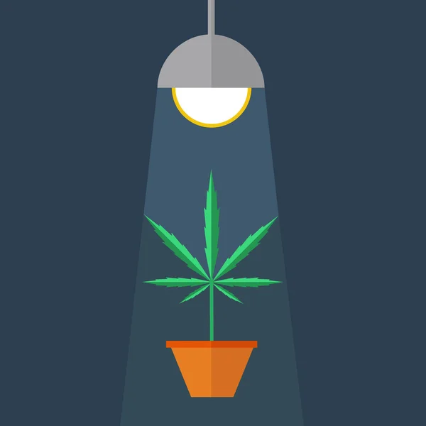 Marihuana kweekt vak. — Stockvector