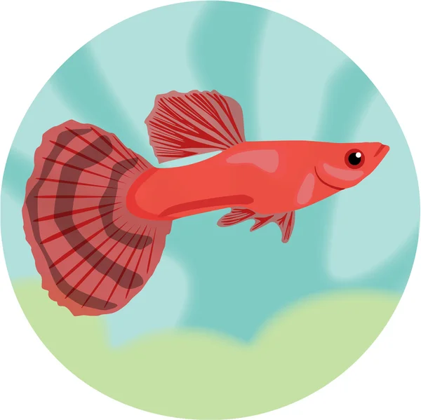 Guppy. Ilustración vectorial altamente detallada . — Vector de stock