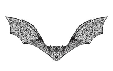 Zentangle stylized bat. Sketch for tattoo or t-shirt.