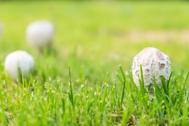 Beyaz Zehirli mantar