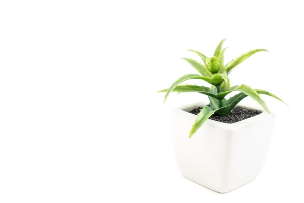 Small green plant on white background — Stock Photo, Image