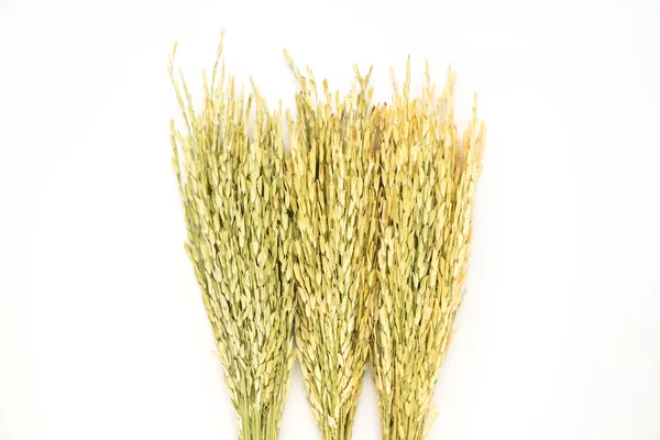 Isolated green paddy dried rice — Stock Photo, Image