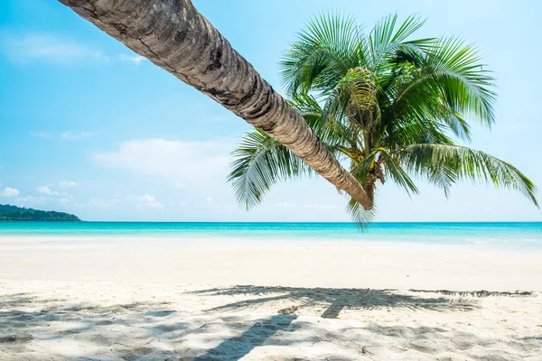 Καρύδας δέντρο στην παραλία με λευκή άμμο και το aqua θαλασσινό νερό — Φωτογραφία Αρχείου