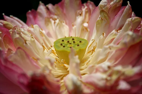 연꽃 씨앗 — 스톡 사진