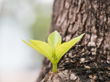 yumuşak yaprakları