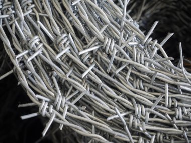 Champ de maïs à la récolte