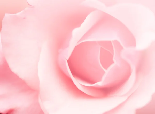 Blur rose flower — Stock Photo, Image