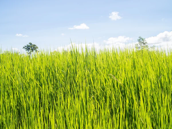 Reisfeld — Stockfoto