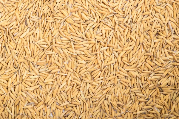 Жовтий сушений рис — стокове фото