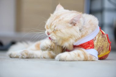 İran kedisi kendini temizliyor..