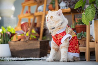 Pers kedisi sarısı, güneşli bir çiçek bahçesinde kırmızı gömlek giyiyor..