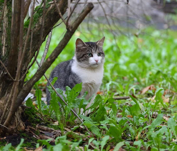 Gatto Dagli Occhi Verdi Grigio Bianchi Seduto Nell Erba Sotto — Foto Stock