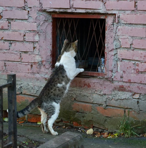 Gri Beyaz Bir Kedi Bodrum Penceresinin Metal Bariyerinin Parmaklıklarında Sürünüyor — Stok fotoğraf