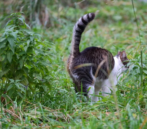 Grå Vit Katt Markerar Sitt Territorium Det Gröna Gräset Royaltyfria Stockfoton