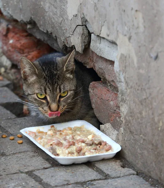 Luta Dig Genom Källarfönstret Grå Gul Ögon Katt Äter — Stockfoto