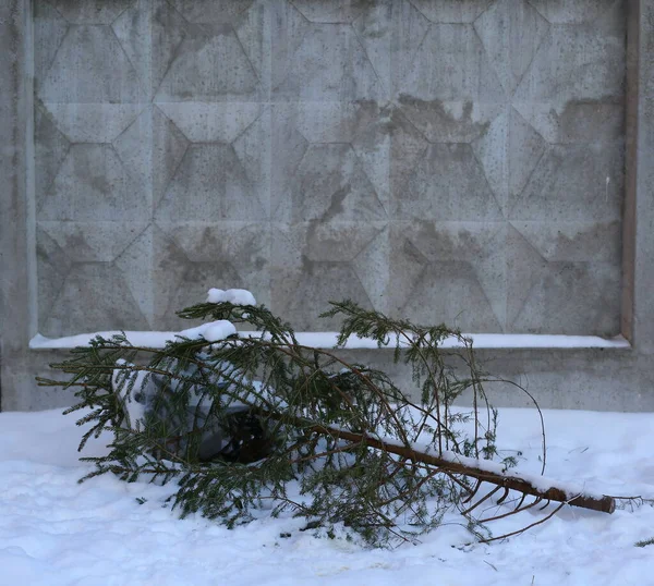 Ausrangierter Weihnachtsbaum Der Grauen Betonwand — Stockfoto