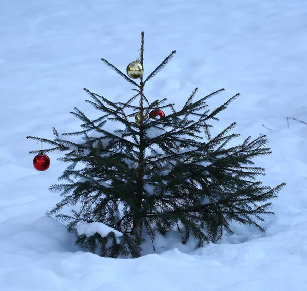 Karácsonyi Játékokkal Díszítve Egy Kis Élő Lucfenyő Hóban — Stock Fotó