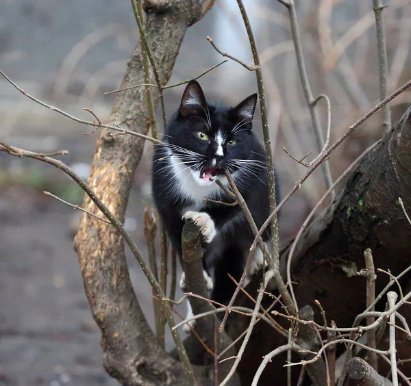 Gato Preto Branco Senta Galho Árvore Com Boca Aberta — Fotografia de Stock