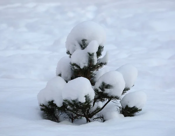 Snow Covered Lonely Little Spruce Snowy Field — Stock Photo, Image