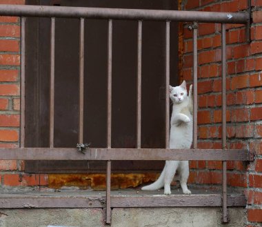 Beyaz bir kedi arka ayaklarının üzerinde duran metal bir çitle oynar.