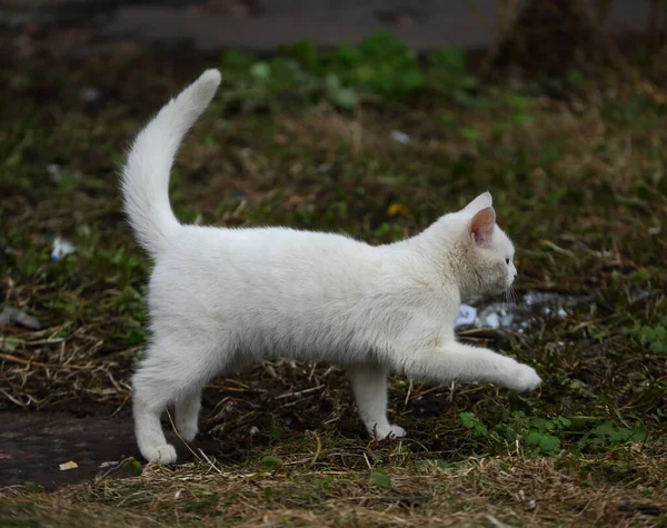 White cat walks on last year\'s grass