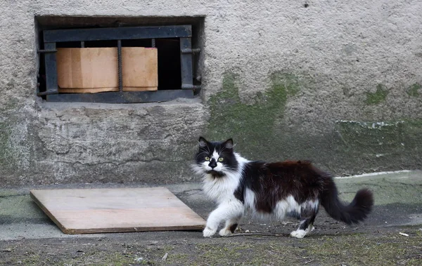 basement window cat door