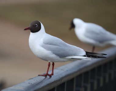 Siyah kafalı bir martı metal bir korkulukta oturur.