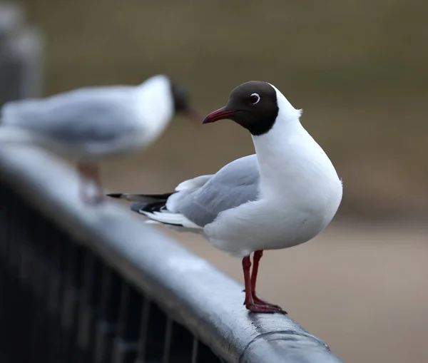 Eine Möwe Mit Schwarzem Kopf Sitzt Auf Einem Metallgeländer — Stockfoto