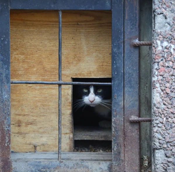 Svart Och Vit Katt Tittar Genom Ett Källarfönster — Stockfoto