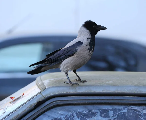 乌鸦坐在一辆旧车的车顶上 — 图库照片