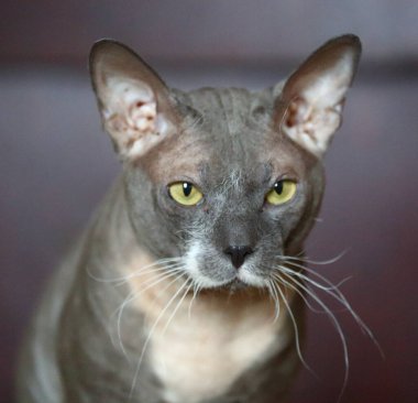 Peterbold soyundan sarı gözlü, beyaz-gri bir kedinin portresi.