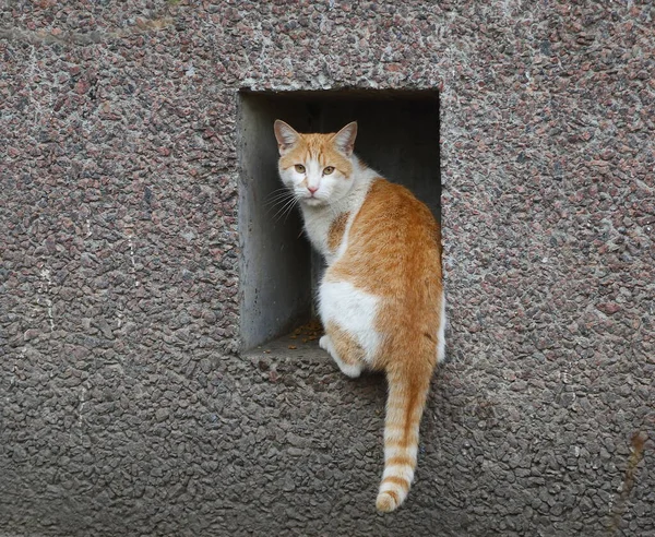 Червоно Біла Кішка Сидить Підвальному Вікні Сірій Стіні — стокове фото