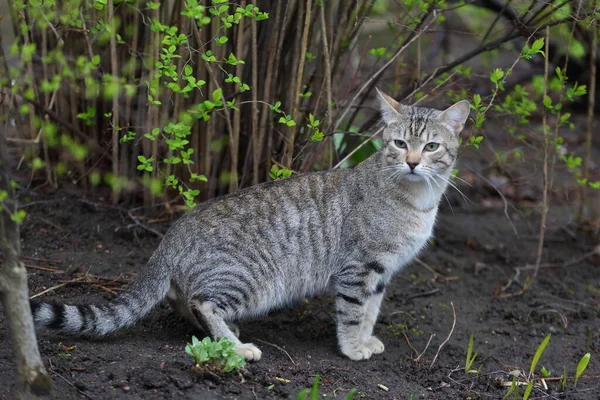 Szary Kot Pręgowany Wiosennej Ziemi Wśród Zielonych Roślin — Zdjęcie stockowe