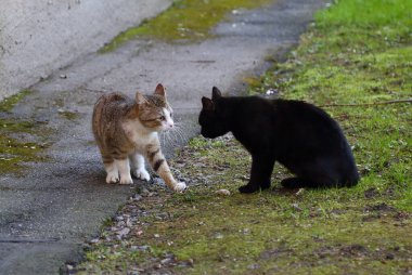 Dövüşten önce çimenlikteki siyah ve gri kediler