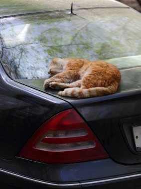 Kırmızı bir kedi mavi bir yolcu arabasının bagajında uyuyor.