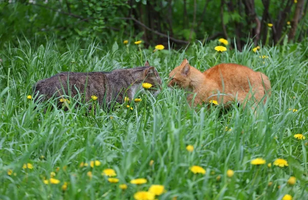 Czerwone Szare Koty Trawniku Przed Walką — Zdjęcie stockowe
