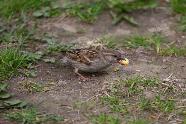 Sparrow on the ground with a piece of white bread in its beak