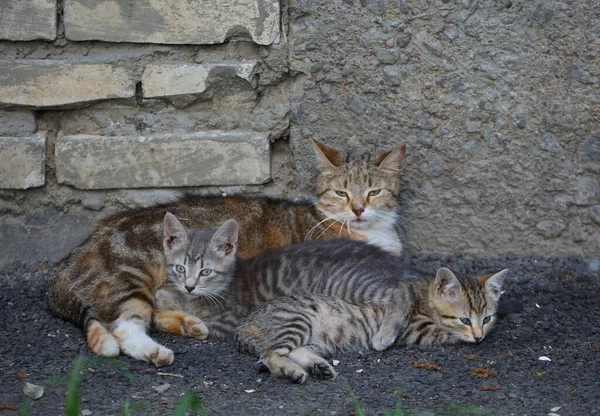 Μια Γάτα Δύο Ριγέ Γατάκια Βρίσκεται Στον Τοίχο Του Σπιτιού — Φωτογραφία Αρχείου