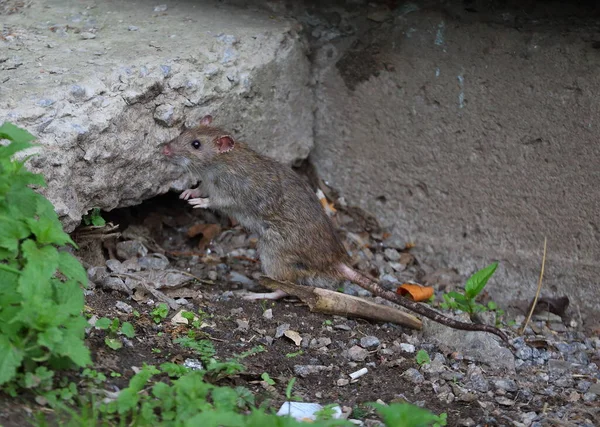 Rat Sauvage Sur Sol Près Mur Béton Gris — Photo