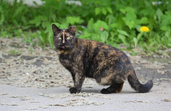 Flauschig Gefleckte Schwarz Rote Katze Auf Der Straße — Stockfoto