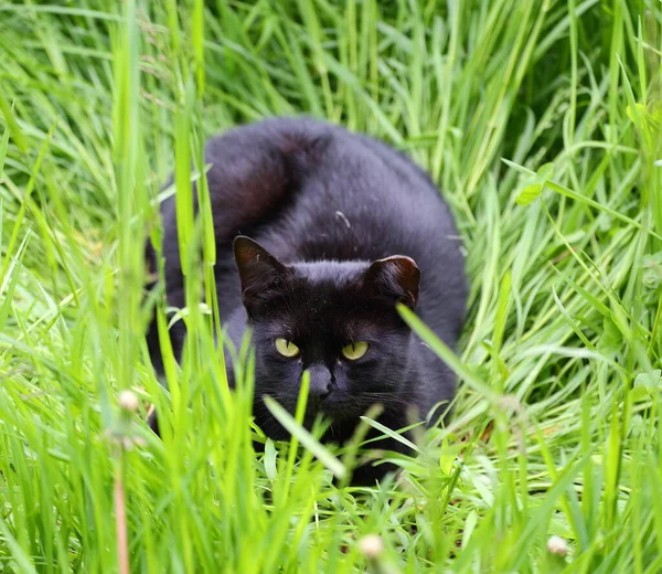 Svart Gulögd Katt Ligger Grönt Gräs — Stockfoto