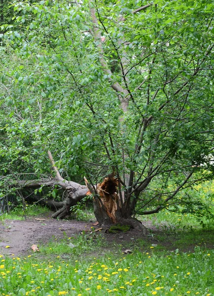 Derribado Por Viento Árbol Agrietado Raíz — Foto de Stock