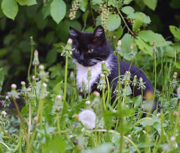 Svart Och Vit Katt Sitter Det Gröna Gräset — Stockfoto