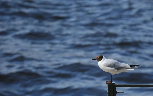 Eine Möwe Sitzt Auf Einem Metallgeländer Gegen Das Blaue Wasser — Stockfoto